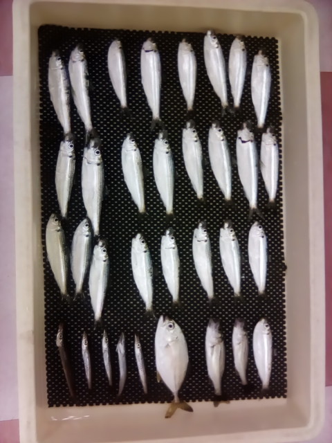 大漁スタンプラリー！！