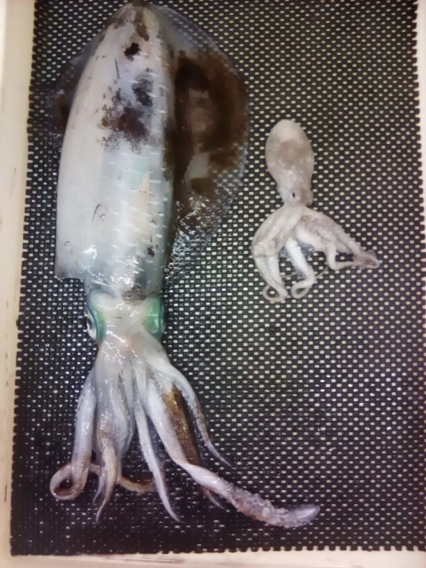 本日2組目！大漁スタンプラリー！！