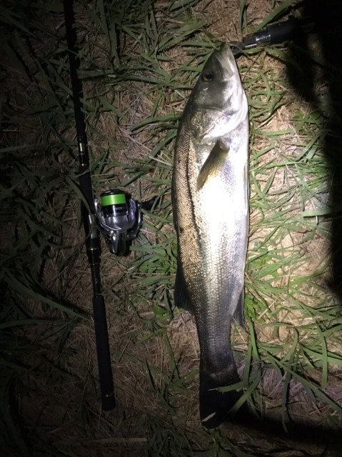 雲出川シーバス！最新釣果速報！