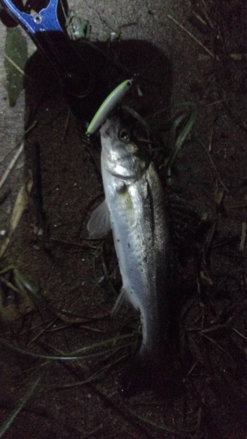 ＜釣果情報＞とまらないシーバス！！！雲出川で釣れています！