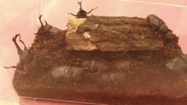 お子様連れのお客様カブトムシプレゼント！！