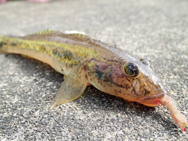 白子周辺ハゼ釣れ出しました！