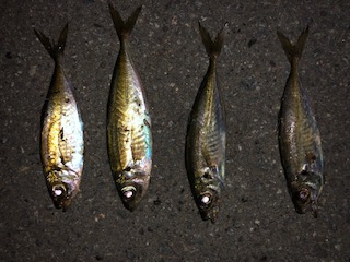 暑くない夜にのんびりと…