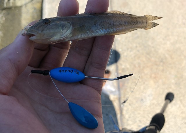 ハゼ、テラピア釣ってきました！