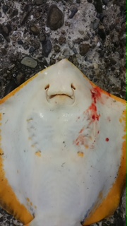 狙ってなかったけど嬉しいやつ