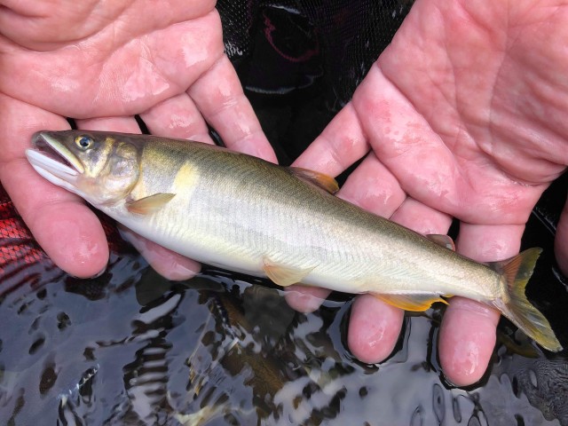 received_376789909647632