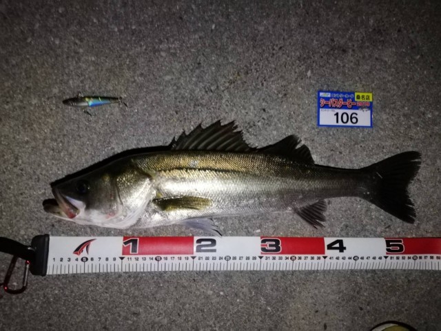 9月15日№106シイラーー様