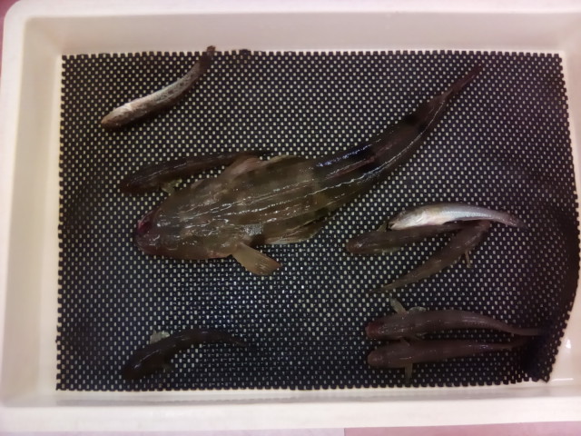 大漁スタンプラリーいただきました！！