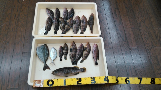 ロックフィッシュ大爆釣！最新釣果情報です！