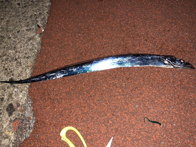 陸っぱりで刀狩り？！