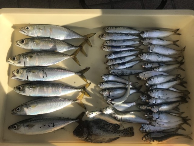 1005らいだ・すかい2