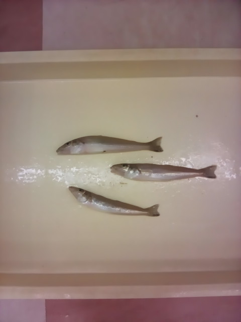 大漁スタンプラリー頂きました！！