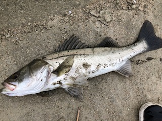 雨上がりと言えば…