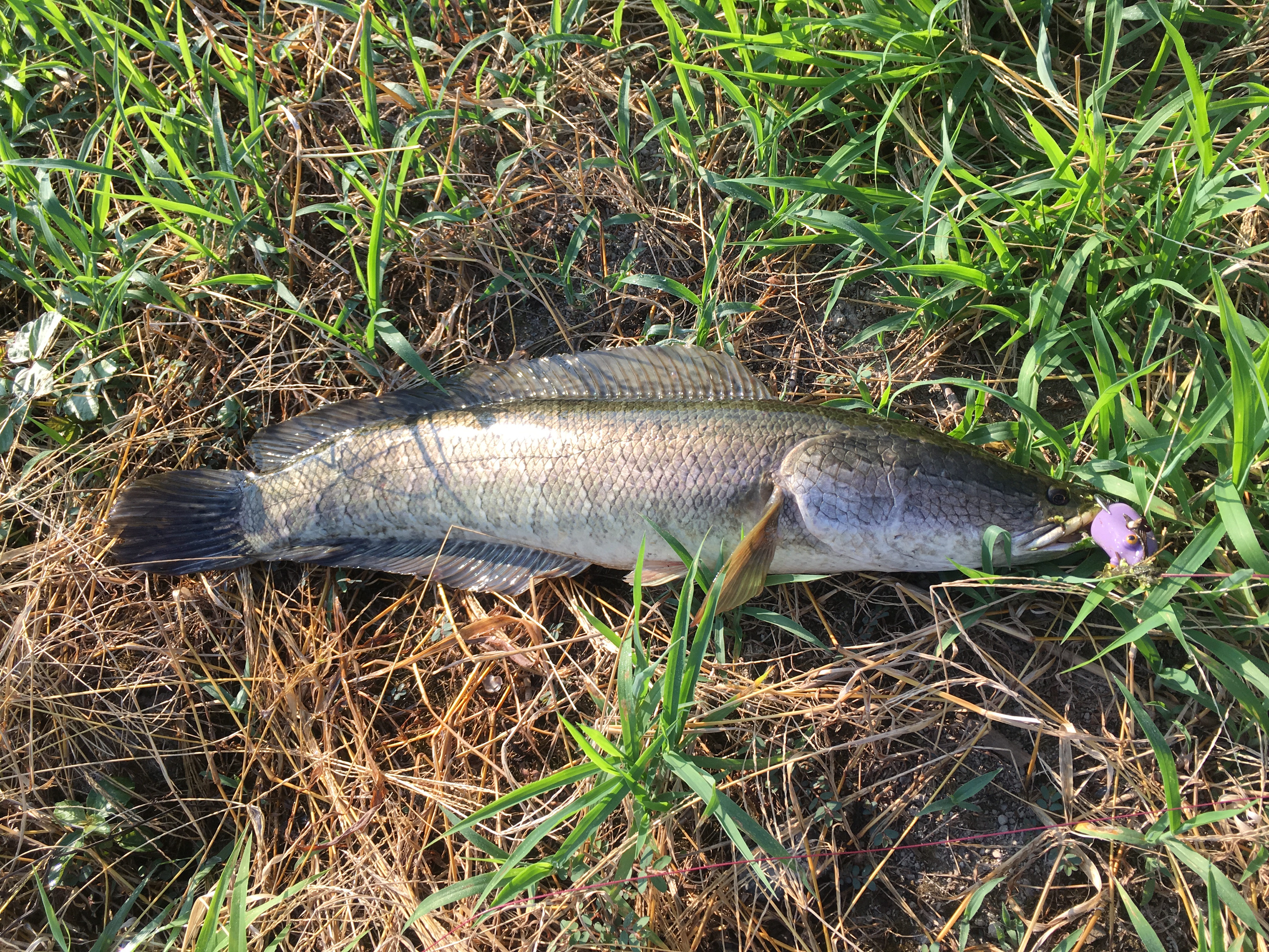 雷魚に会うために 佐賀遠征３日目 フィッシング遊