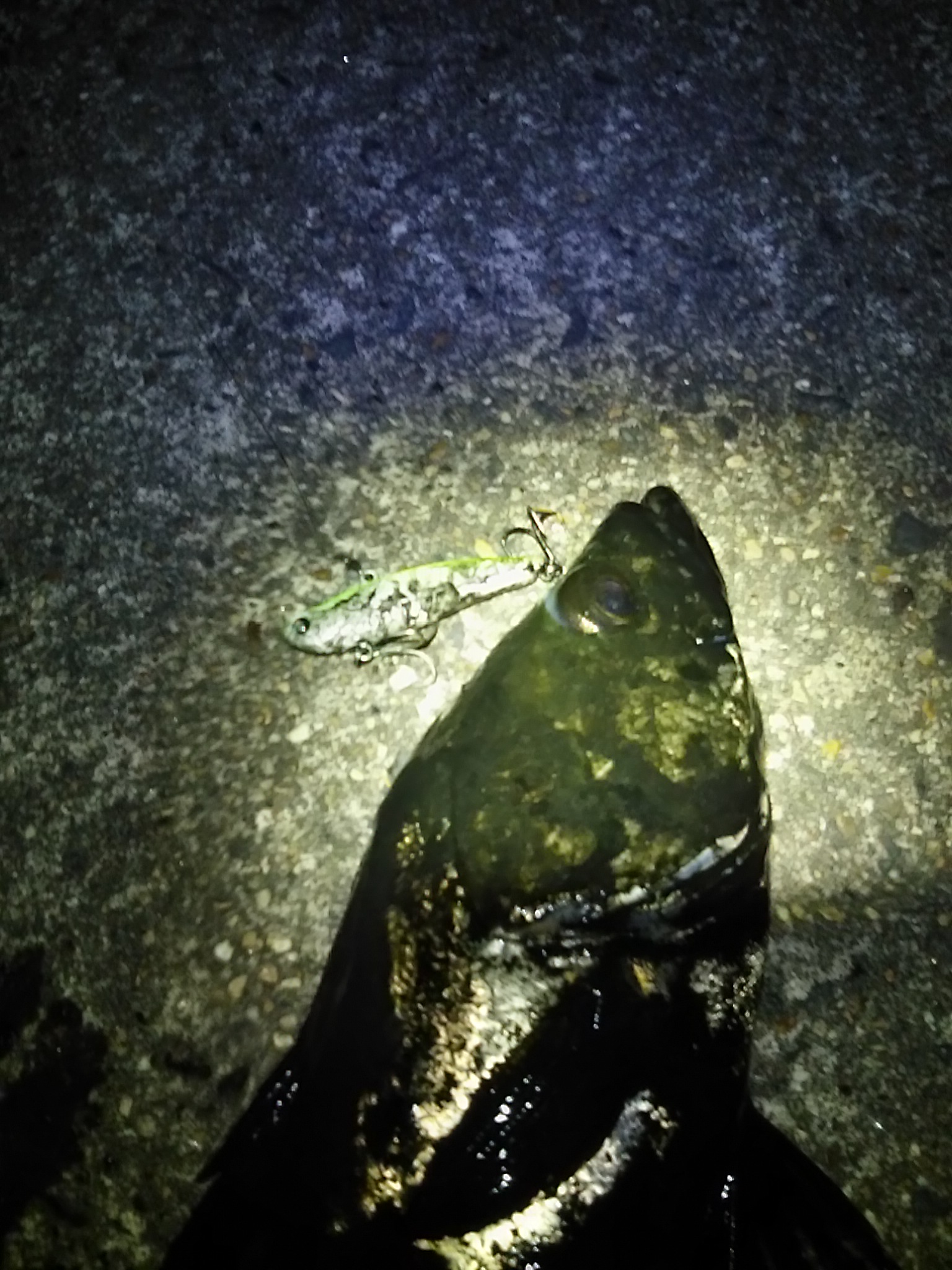 天白川シーバス好調 フィッシング遊