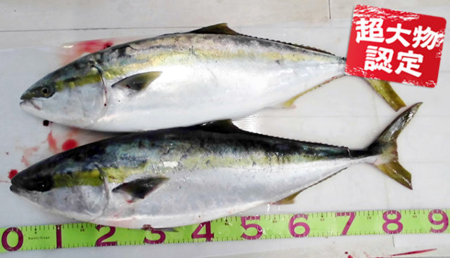 180122oomono_oomichi