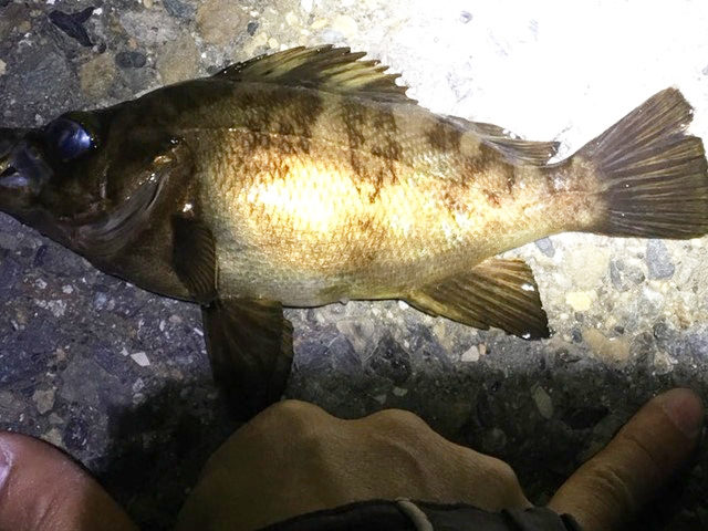 180408repo_gorirasugiyama