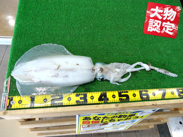 180423oomono_ishikawa