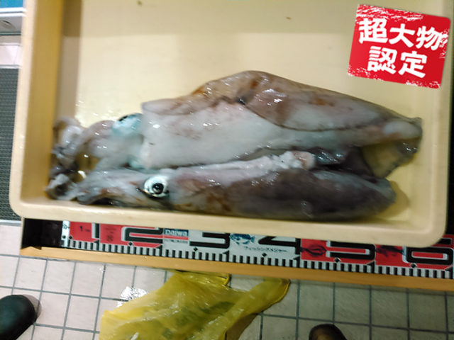 180523oomono_shimada