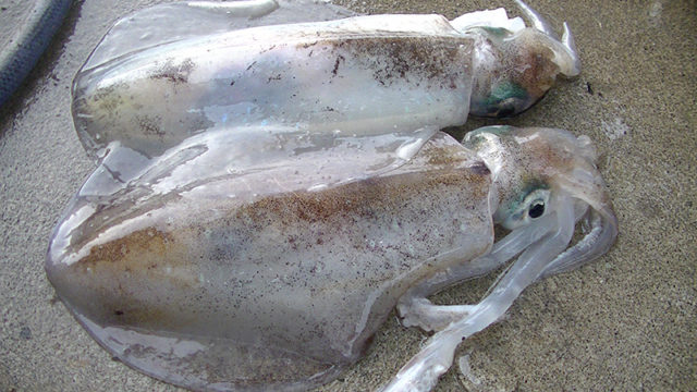 180613repo_kawatsuki_aori2