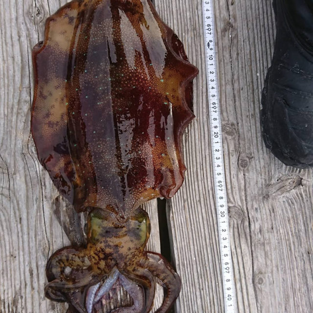 190411repo_koichan1210