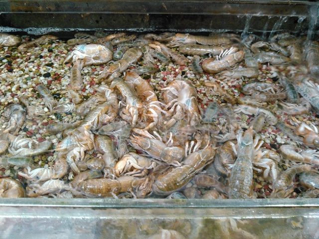 カメジャコ入荷