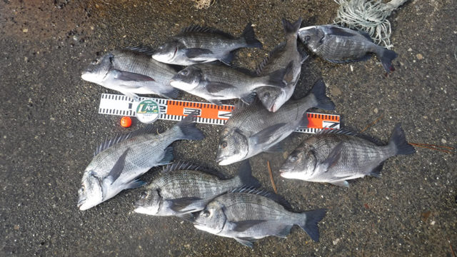 200220cyouka_shimizu