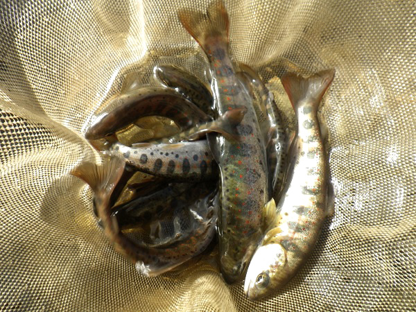 200306cyouka_kibijima