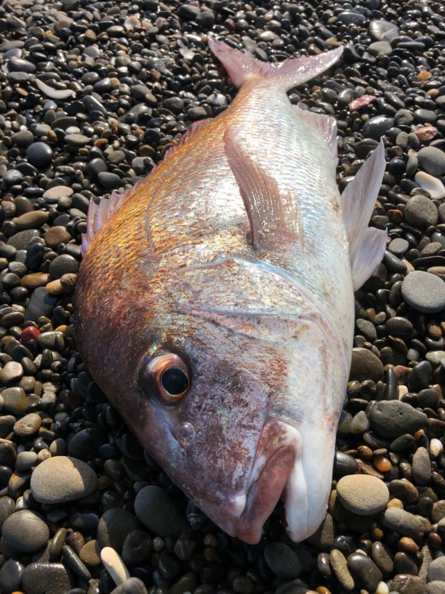 焼津エントリーカード6-3