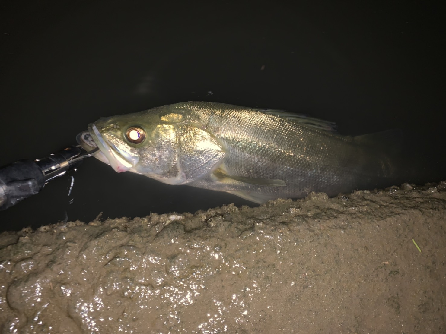 n3b302SkBLH88QrIrx2HGhaova_ViaPaK0VKTGekw41Ix2vSAlAC5PDu2BwcdCCYrgbl7o3L3kpKrbxZbNr5tE7rqK-us5qqSvic2xvaZwY_8oVQKJOKtRv2txdxIqKZ - コピー