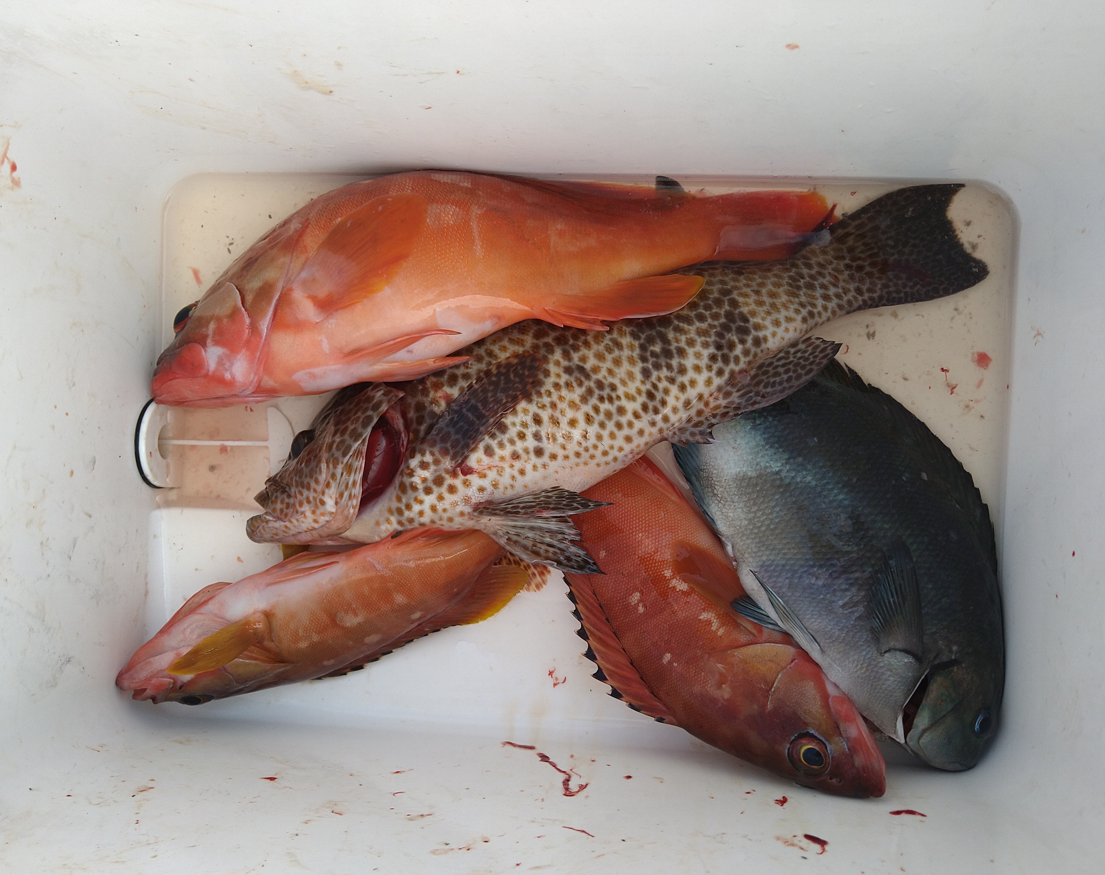 DSC_0005_BURST20201115133905999