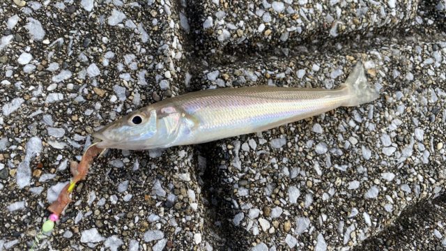 bk7jOi2svFEF7fmDquqGmWLhQt1JM2OauvrECHUXEYop-VSY1aw-YA3McrfQoFi_M3wCQXkOe6OSWxI-rAW2cOE68FZS5SkCF2c9hqiL6QEve2gl3m_XId_H1cyn97O8