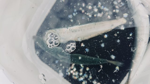 D632BE9F-A240-490E-9CC9-09ACA16327B6