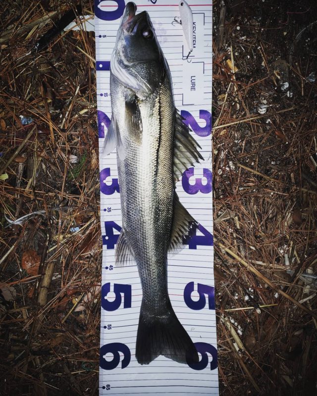 IMG_20210131_100932_235