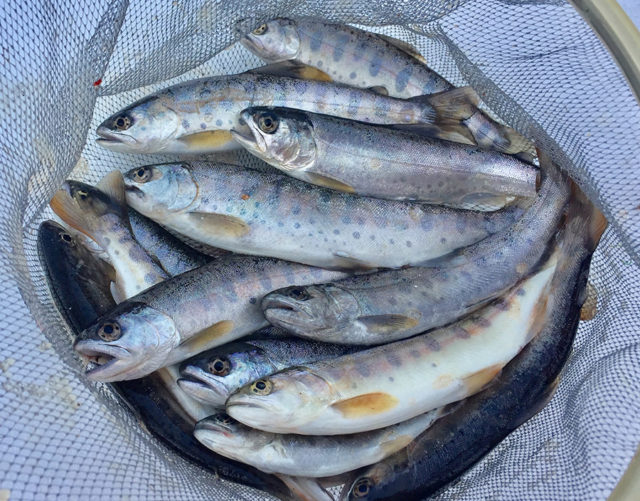 3月1日-parrmark様1