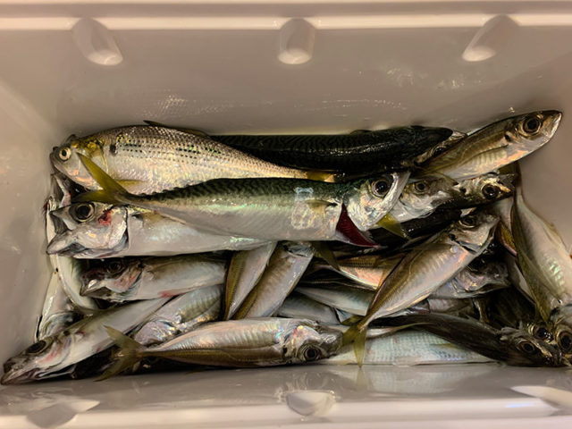 3月26日-ピエトロ219様1