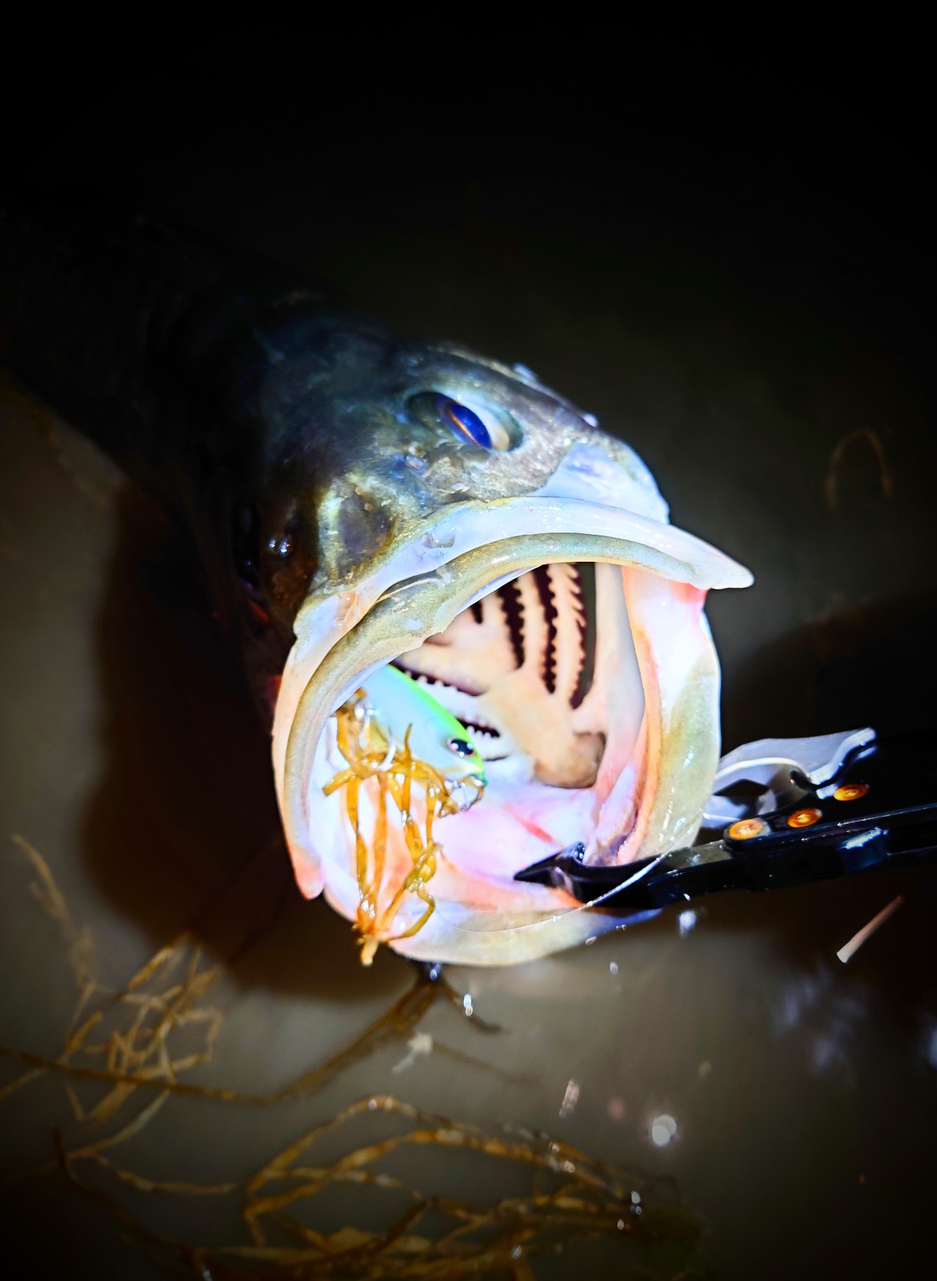 DSC_0850~2_copy_1356x1854