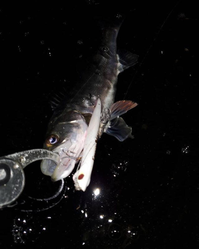 IMG_20210305_045643_862