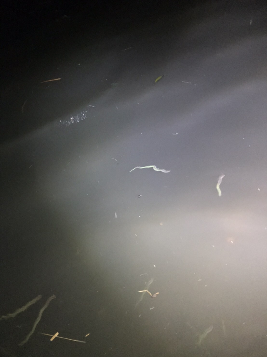 line_oa_chat_210317_153255