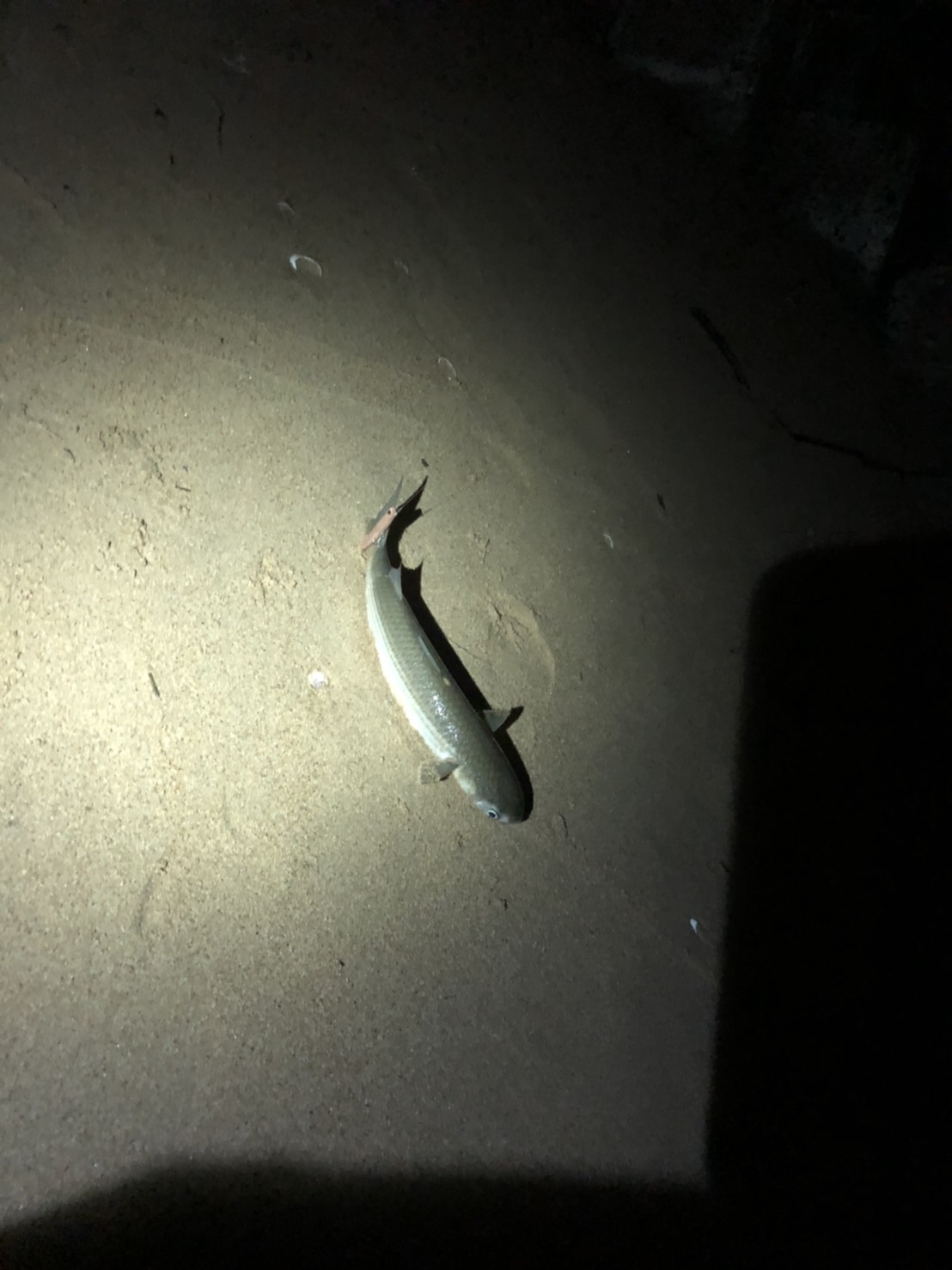 line_oa_chat_210317_153315