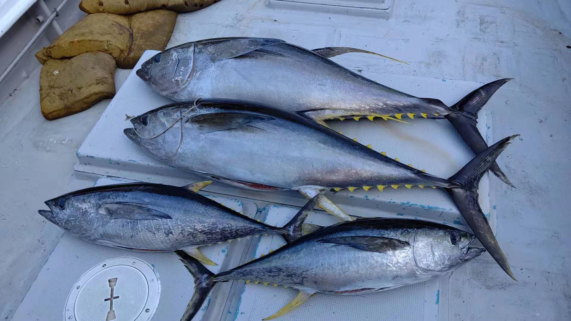 4月25日全体釣果