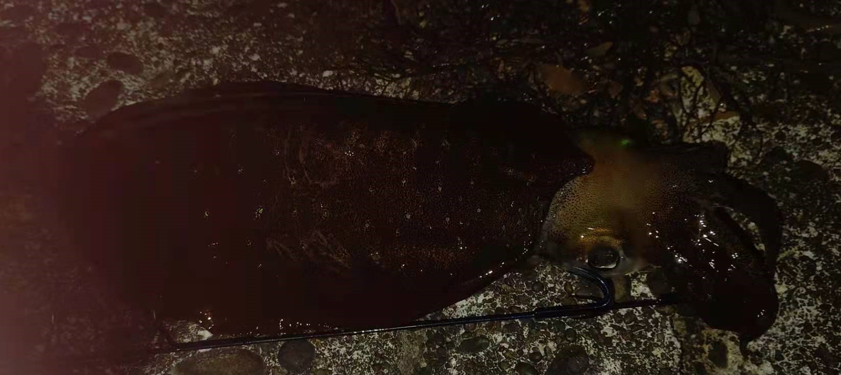 4月2日アオリ (2)