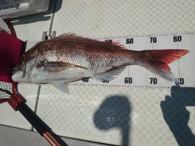 dsc_8525478688904521496537