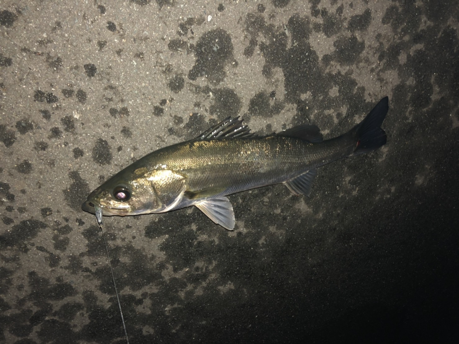雨の日は高活性のシーバス フィッシング遊