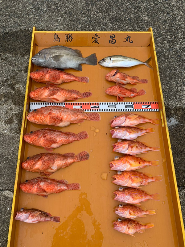 6月18日-愛昌丸様1