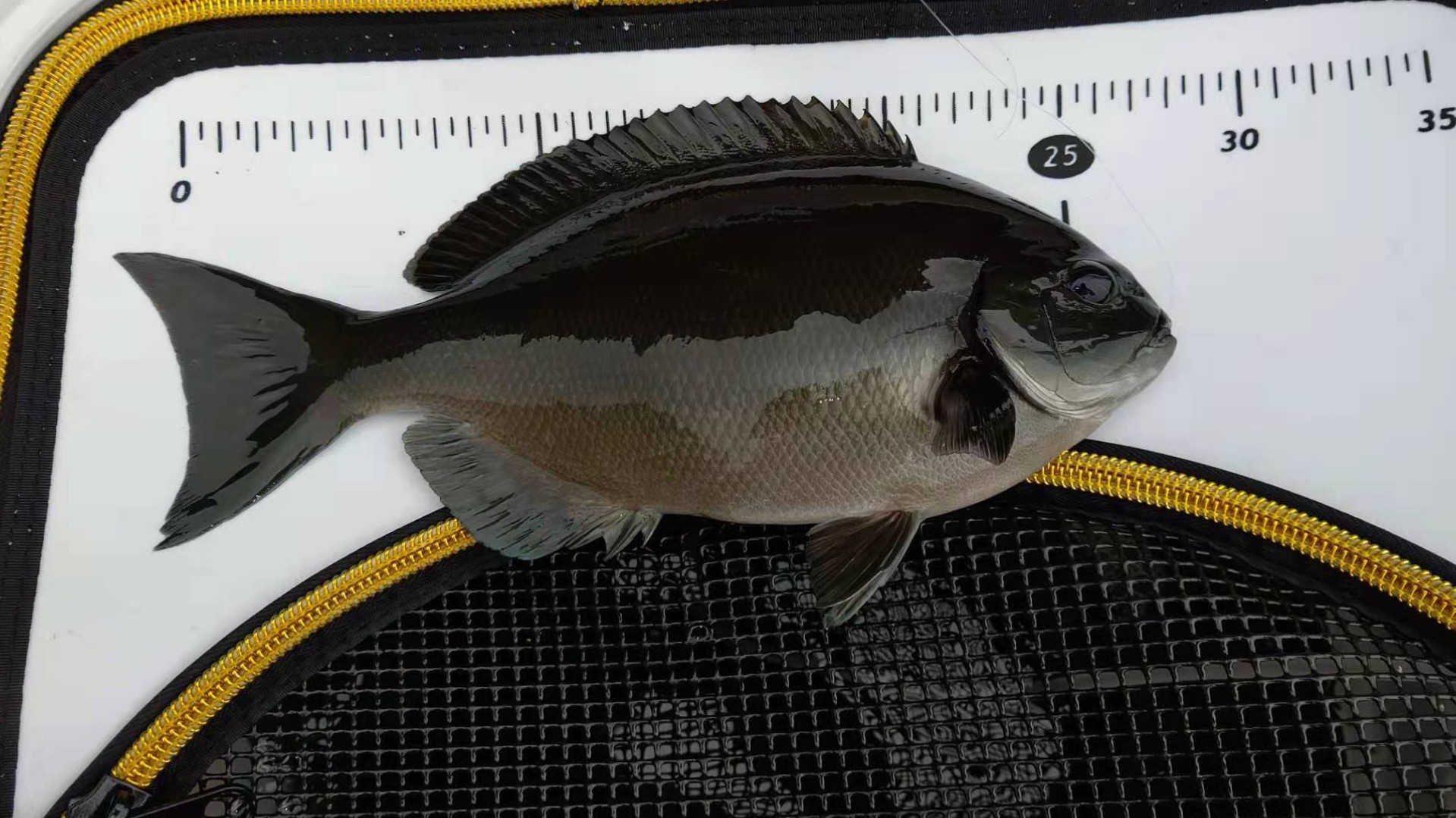 6月2日グレ単体