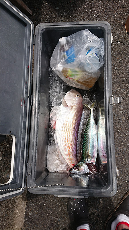 6月13日-あらしまエックス様