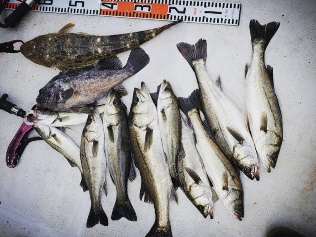 line_oa_chat_210608_093228