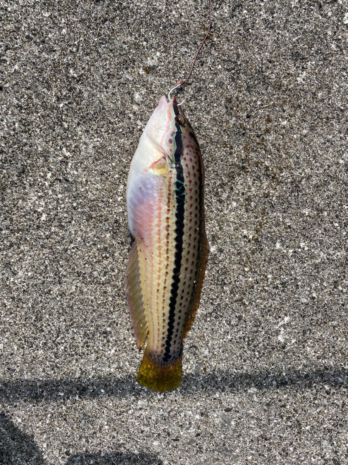 line_oa_chat_210616_184008