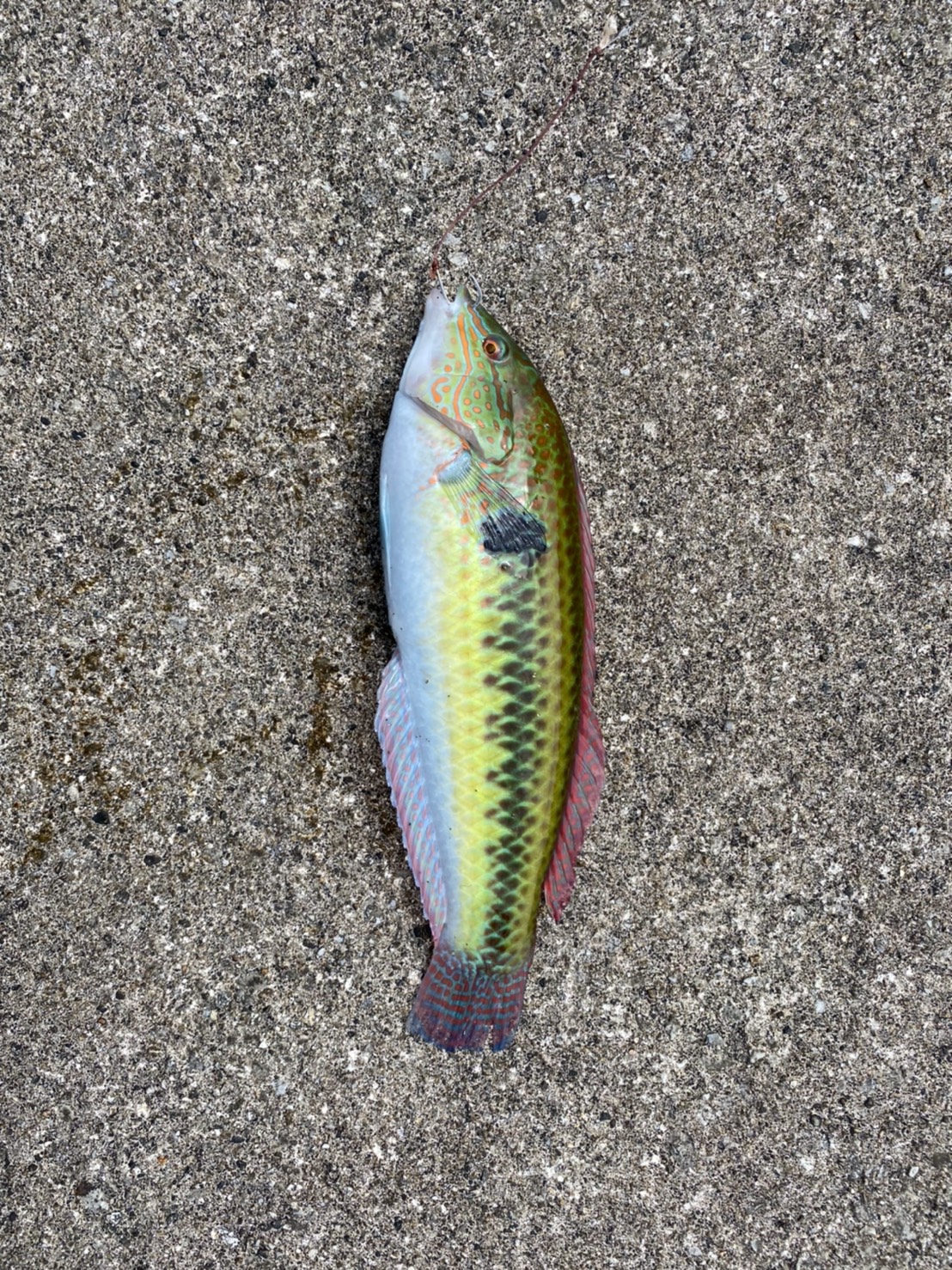 line_oa_chat_210616_184024